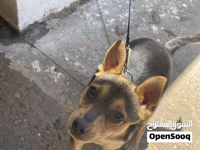 كلاب ربي يبارك نضافه تبارك الرحمن الكلاب متع لعب وا يحب البحر وا يحب جردينا العمر 7شهور