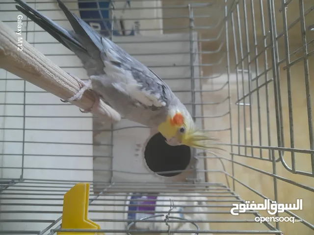 كوكتيل ذكر ابو فراخ شغال وكفاله 100%