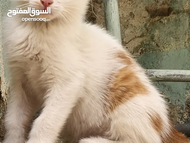 قطط للتبني