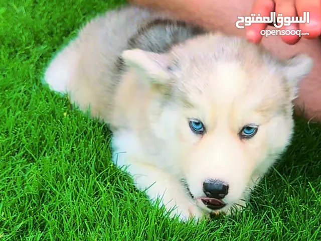 “جرو هاسكي أصلي – مدلل ويريد حضن جديد!” أو “للبيع جرو هاسكي – أمير صغير عمره شهرين!