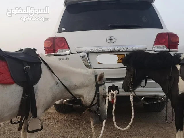زوج بوني فرس وفحل