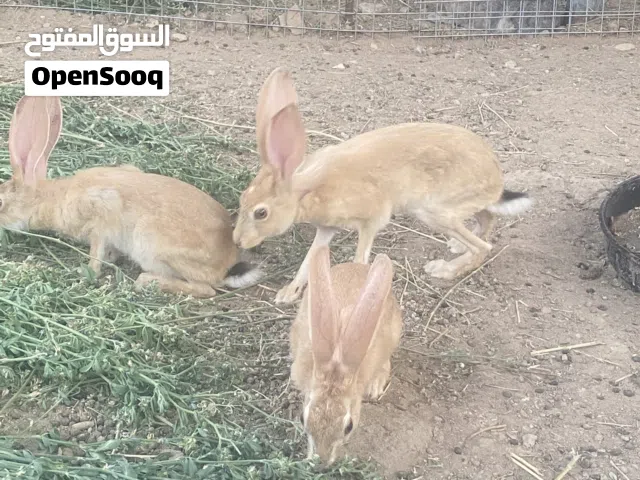 ارانب بريه للبيع العدد 4