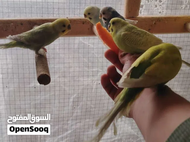 طيور حب للبيع