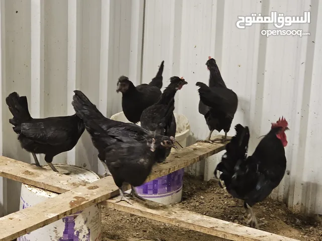 دجاج عربي صنف