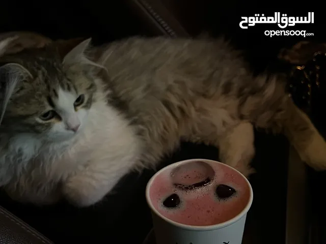 قطه للتبني