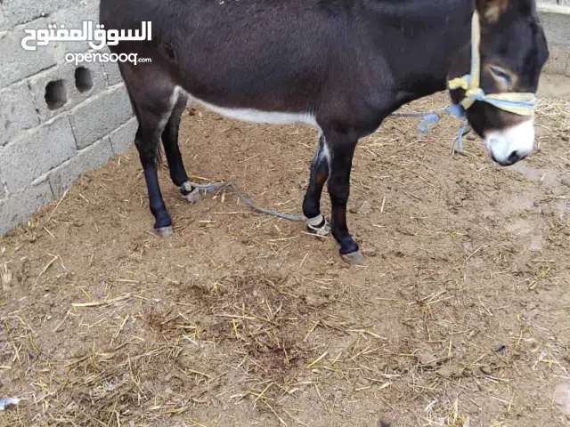 حمير للبيع