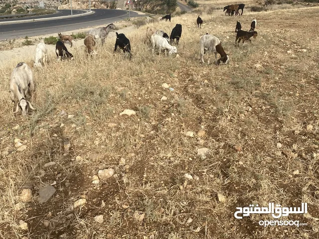 غنم للبيع معز ولحم