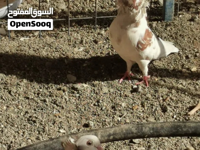 حمام للبيع فراشيه