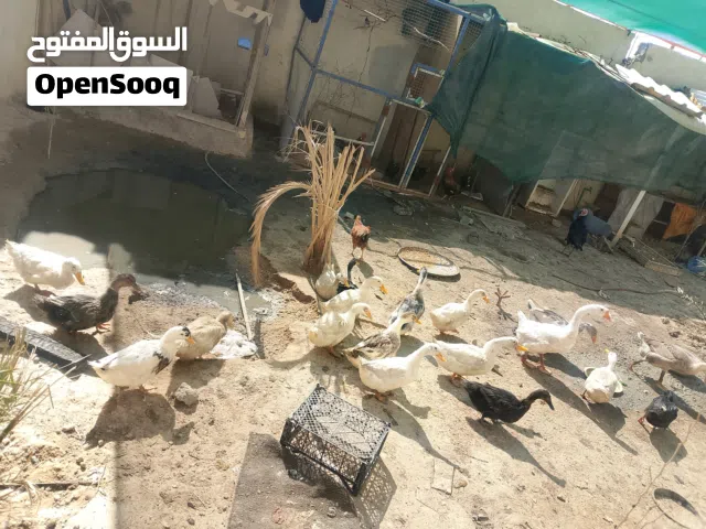 موجود بشوش وبطوط كوبرا للبيع