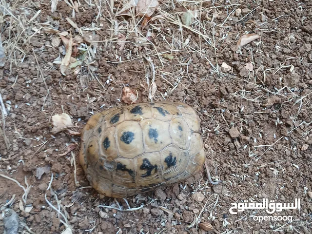 سلحفاة برية