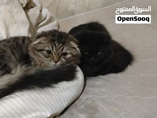 زوج قطط للبيع للاعلى سعر