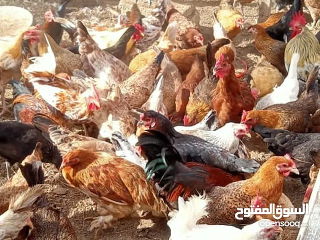 دجاج عماني للبيع بياض وبصحة جيدة