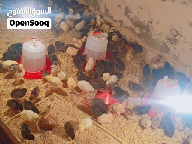 صيصان بلدي وفيومي صحة ونظافة تبارك الله نخبب اوول البذرة القديمة الاصلية
