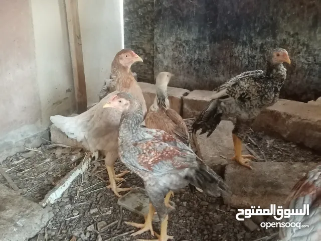البيع دجاجه تحتها 6 صقيوت باكستانيات