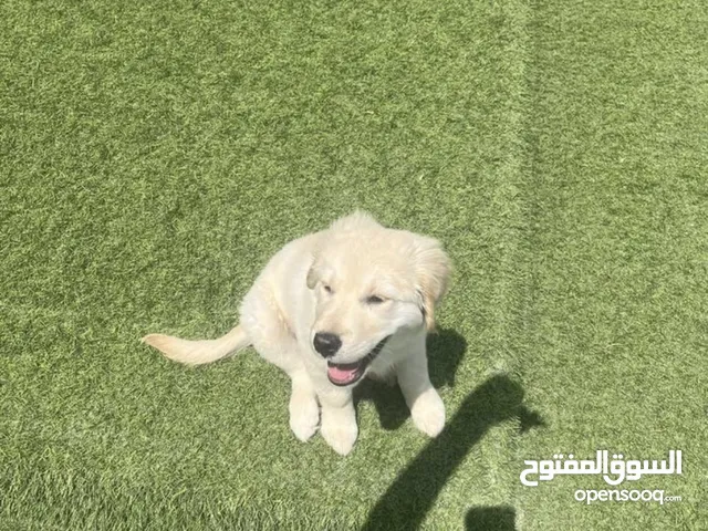 golden retriever female 4 months old handsome line