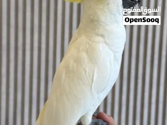 فرخ كوكاتو كرستد للبيع