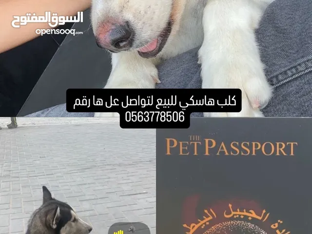 Husky with passport and food