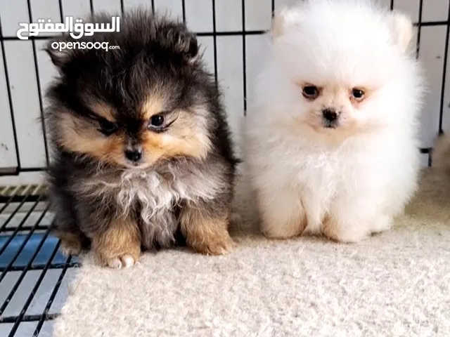 بومارينيان تيكب أصغر حجم مستوى عالي جدا pomeranian t_cup