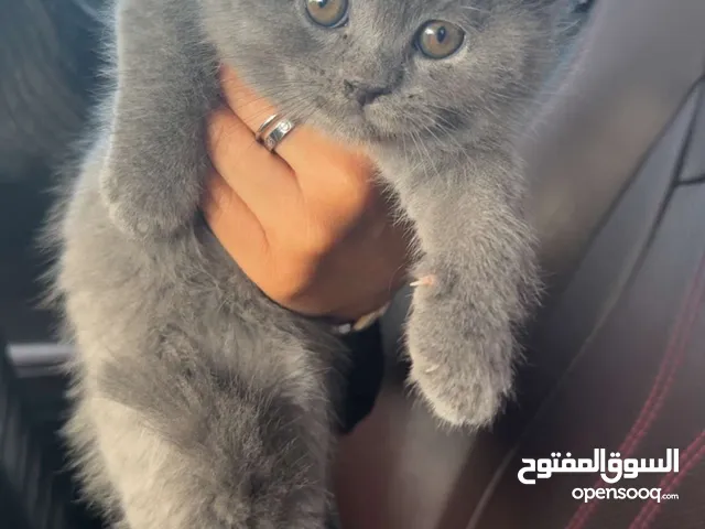 نوع القط برتش شورت هير وارد بريطانيا العمر ثلاث اشهر الصحه جيد جدا