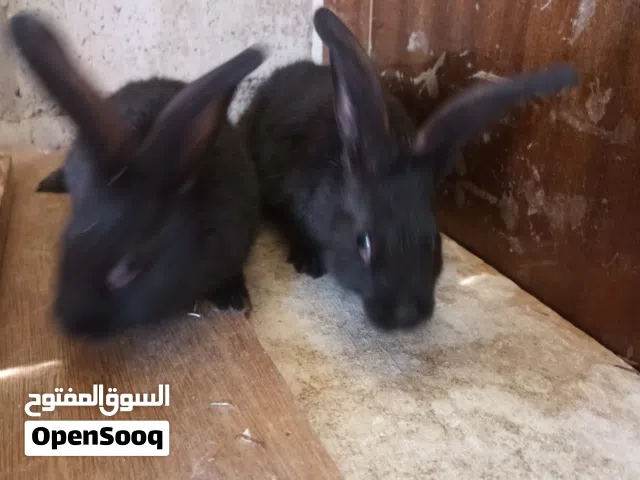 ارانب للبيع