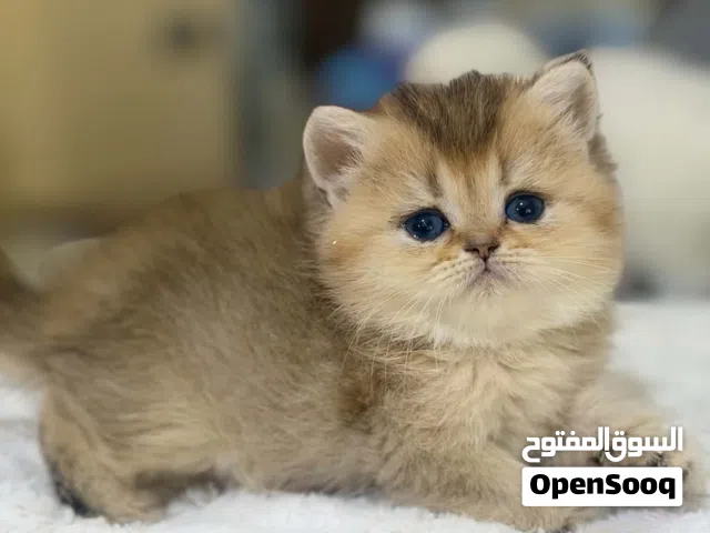 سكوتش فولد حبتين من أجمل القطط