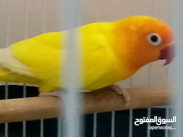 طير فيشر ببغاء طيور الفيشر طيور طائر فيشر انثى