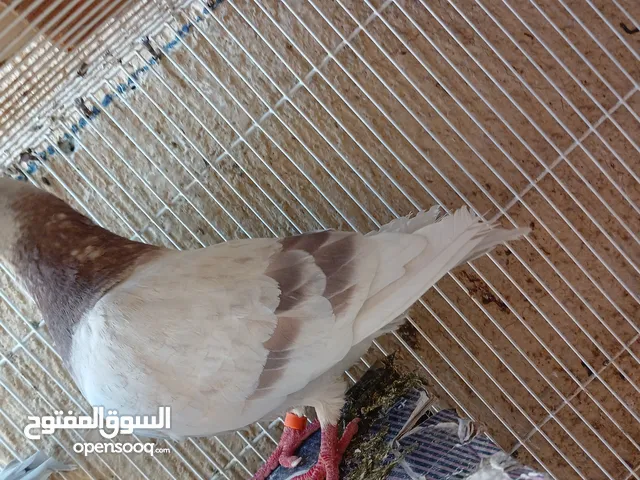 زوج زاجل - تم البيع الله يبارك للشاري