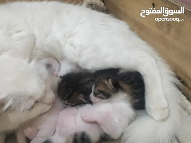 ام شيرازي وقطط صغار بناتها من اب هملايه للبيع 350