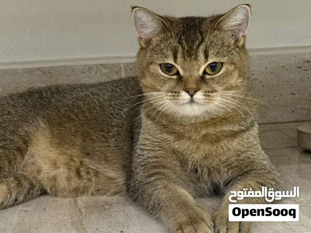 سكوتش قولد ستريت