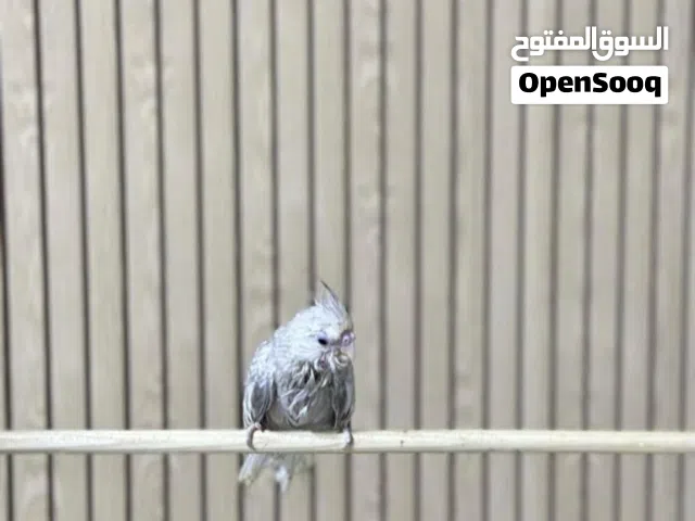 بغبغاء فرخ