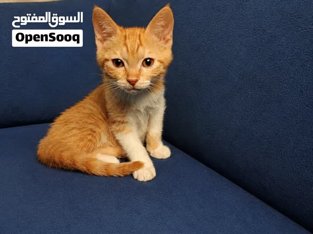 قطط للتبني