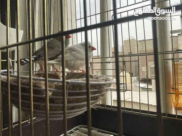 ‏زبرة كان منتج