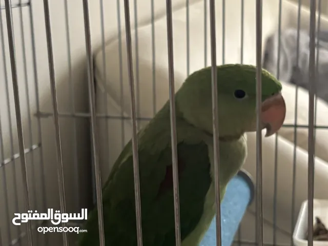 دره نيبالي