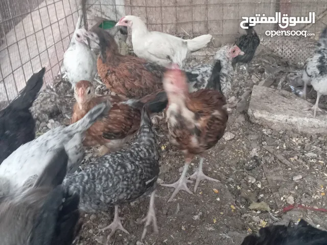 دجاج بلدي ترباية بيت للبيع فراخ بلدية تراية منزل وبسعر ناااار ووز بلدي وحبش