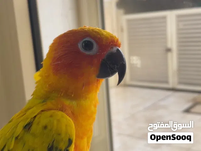 للبيع صن كنيور