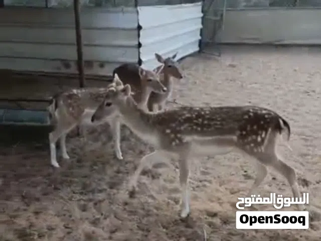 غزلان للبيع