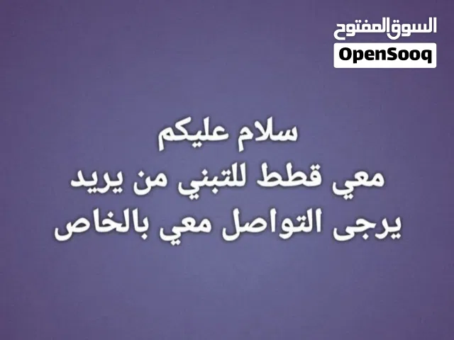 متوفر قطط تبني كبيره إناث