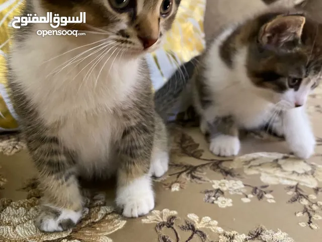 قطط سكوتش فولد جولد وسكتش ستريت اقرأ الوصف
