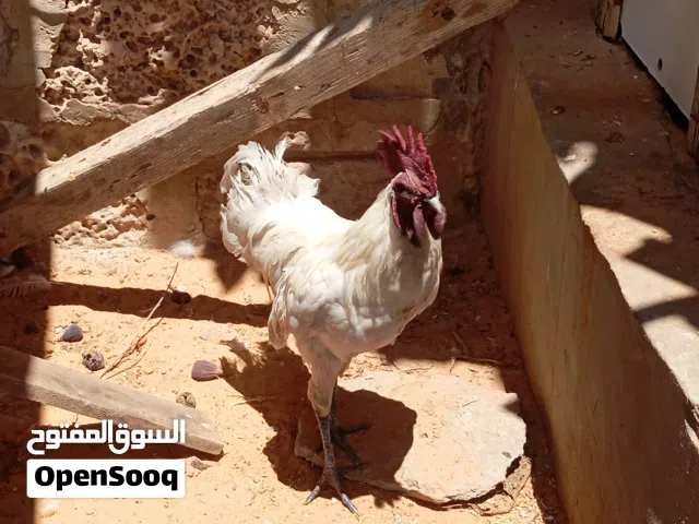 فروج لمبرجيني