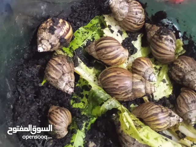 حلزون لي البيع