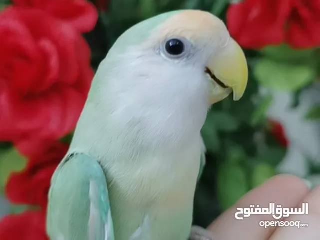 للبيع ببغاء الروز أليف جدا لعوب مغرد يجناان لوون مميز