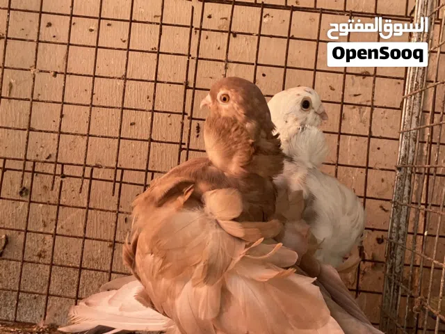 حمام زينه للبيع