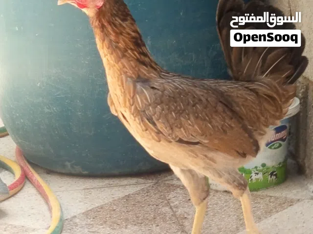 متى دجاج كويتي وعرب وورد الباقله وديج شمسي مفول خط اول