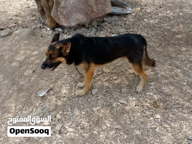كلب اليف وجميل الشكل وظخم