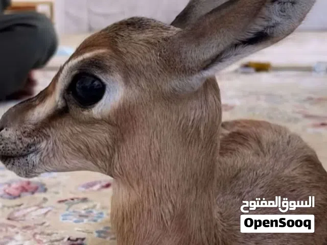 للبيع غزال ذكر دماني