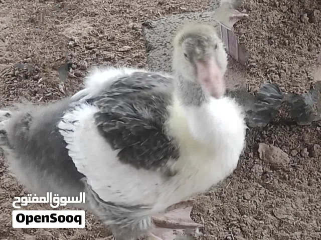 بطه عمر شهرين