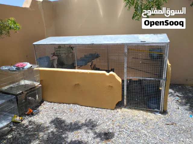 البيع قفص وحمام