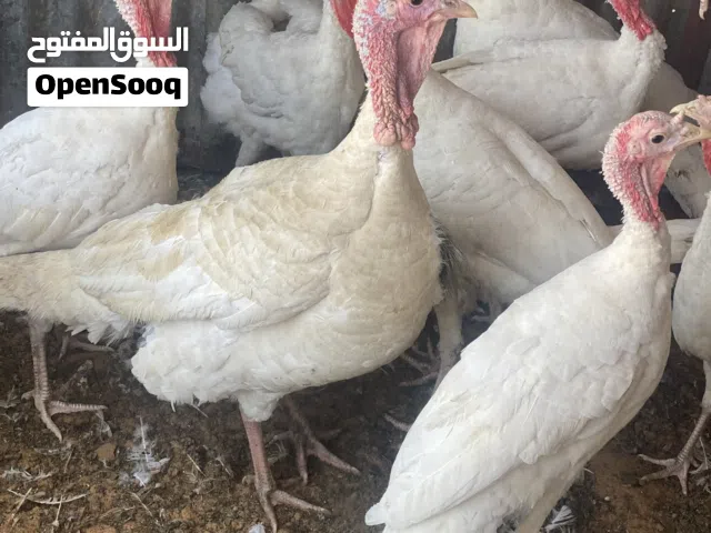 سلام عليكم ورحمة الله وبركاته