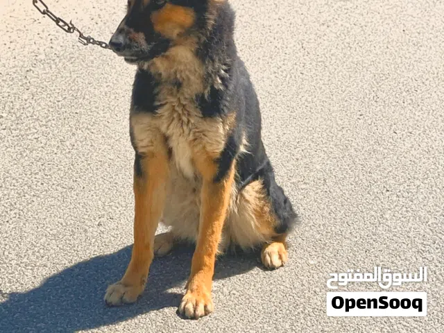 كلب بندوق جيرمن كلب شرس ومطيع حراسه للبيع السعر 60