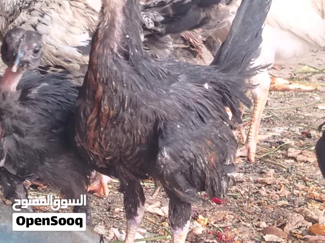 فراريج عرب بيهن زوج ابو ركيبه وبيهن زوج ورد الباكلا والباقي اسود ومشكل شوف الوصف